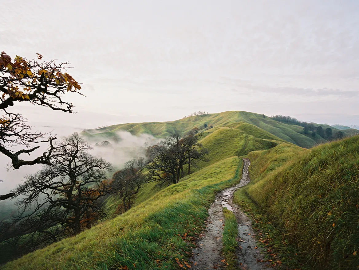 Winding nature trail through green hills with trees and soft clouds overhead